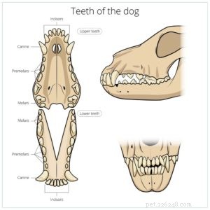 Gingivitis bij honden:op wetenschap gebaseerde preventie en behandeling