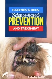 Gingivit hos hundar:Vetenskapsbaserad förebyggande och behandling