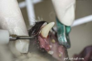 개의 치은염:과학 기반 예방 및 치료
