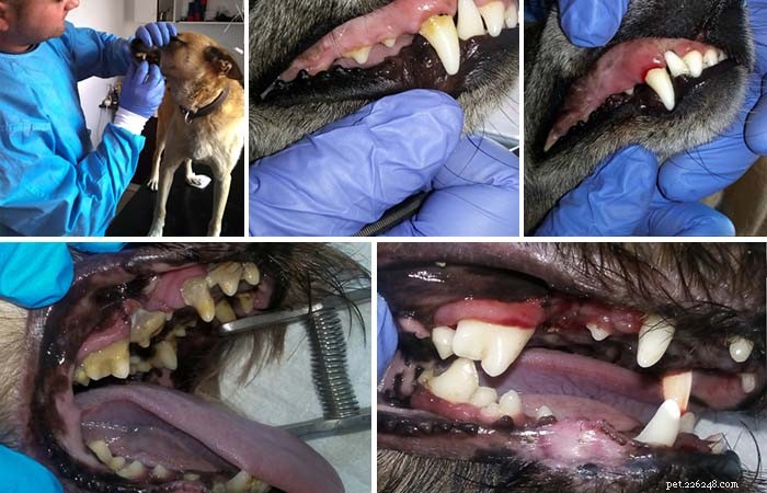 Gingivite nei cani:prevenzione e trattamento su base scientifica