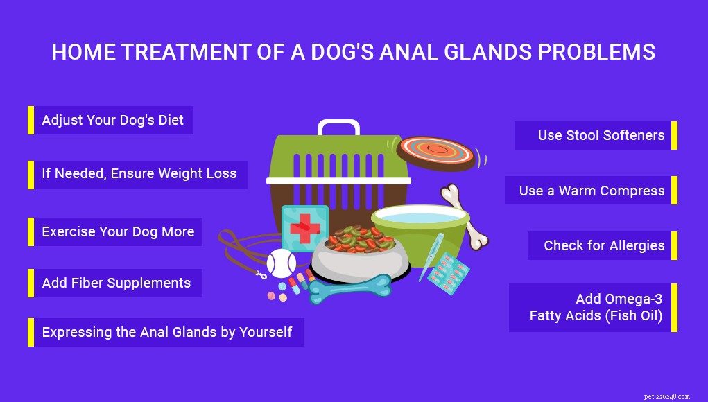 犬の肛門腺の問題を予防および治療する12の方法 