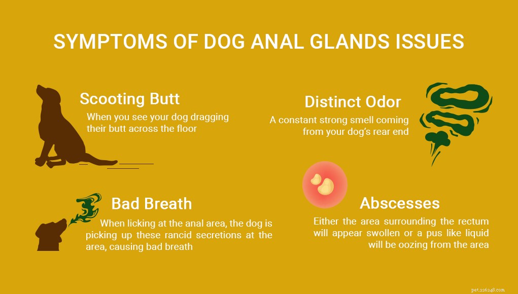 12 způsobů, jak předcházet a léčit problémy s anální žlázou psa 