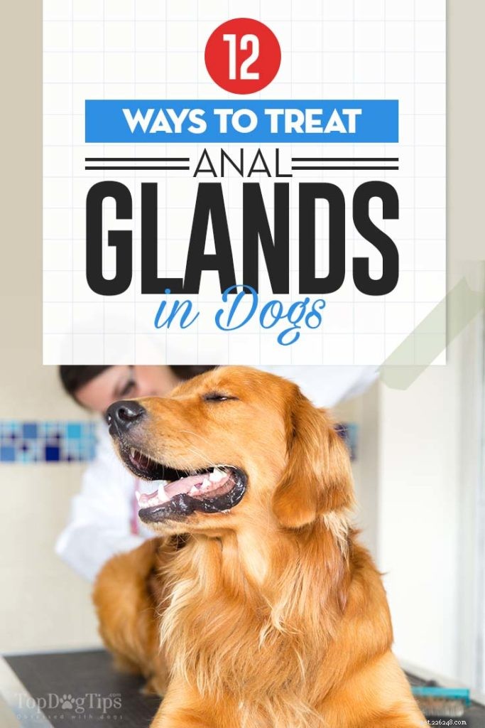 12 façons de prévenir et de traiter les problèmes de glande anale du chien