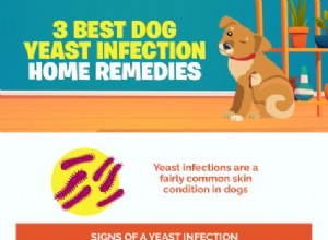 3 melhores remédios caseiros para infecção por fungos em cães