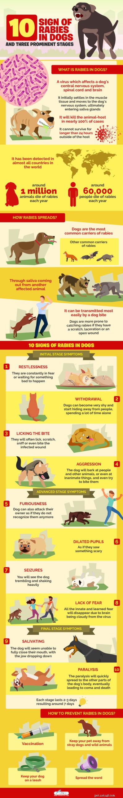 犬の狂犬病の10の兆候と3つの著名な段階 