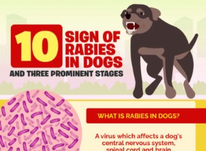 10 tecken på rabies hos hundar och tre framträdande stadier