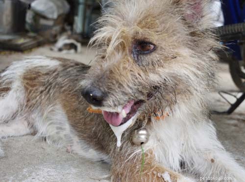 10 tecken på rabies hos hundar och tre framträdande stadier