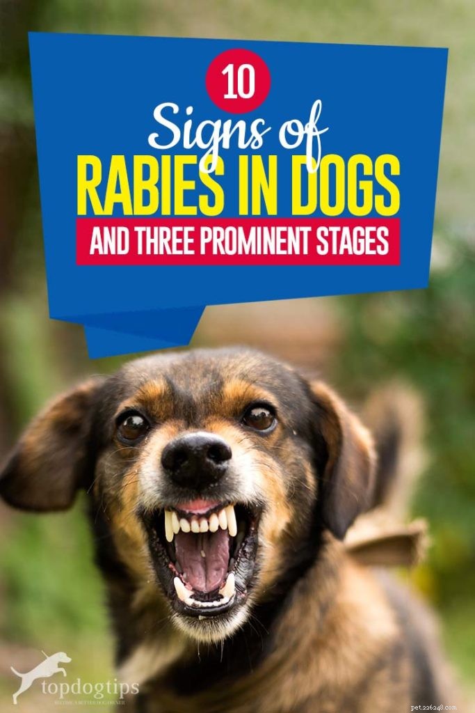 10 tekenen van hondsdolheid bij honden en drie prominente stadia