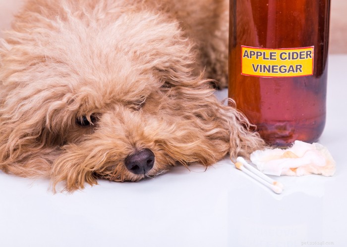 Domácí léky na Giardii u psů:Přirozené způsoby, jak se zbavit
