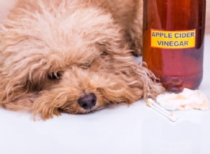 Domácí léky na Giardii u psů:Přirozené způsoby, jak se zbavit