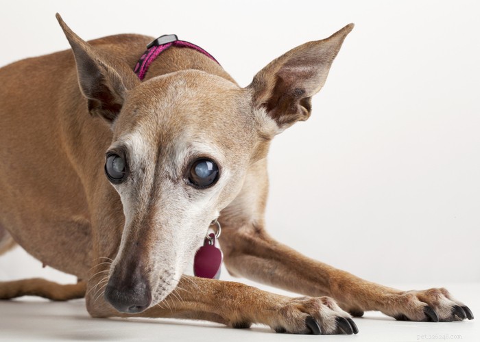 Traitement naturel de la cataracte chez le chien