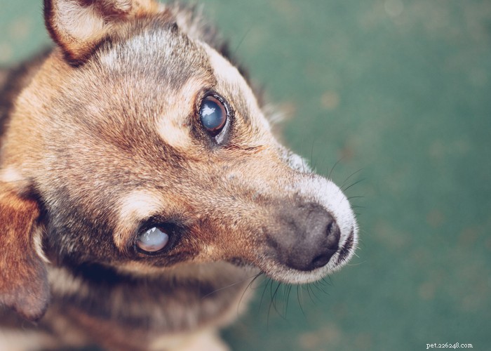 Naturlig behandling för grå starr hos hundar