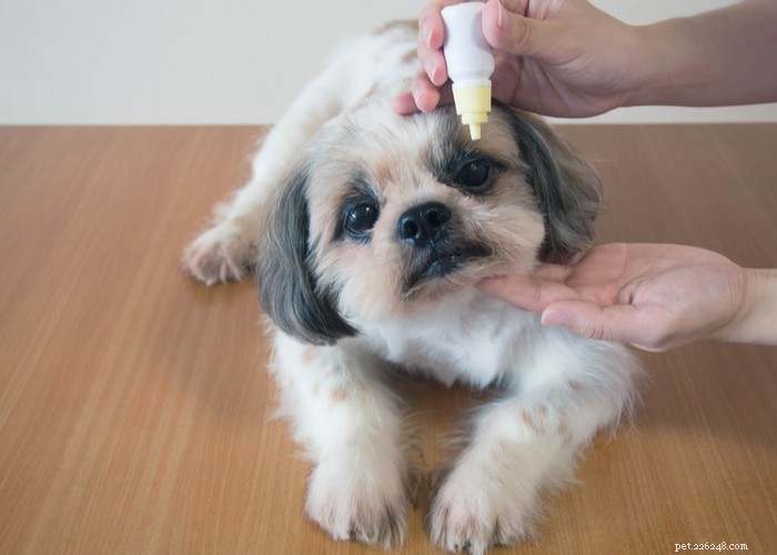 犬の白内障の自然な治療 