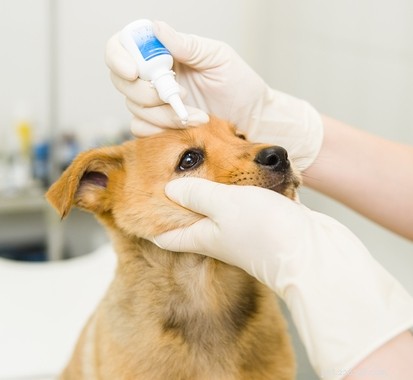 Tratamento natural para catarata em cães