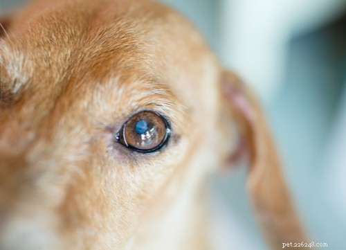 Přirozená léčba šedého zákalu u psů