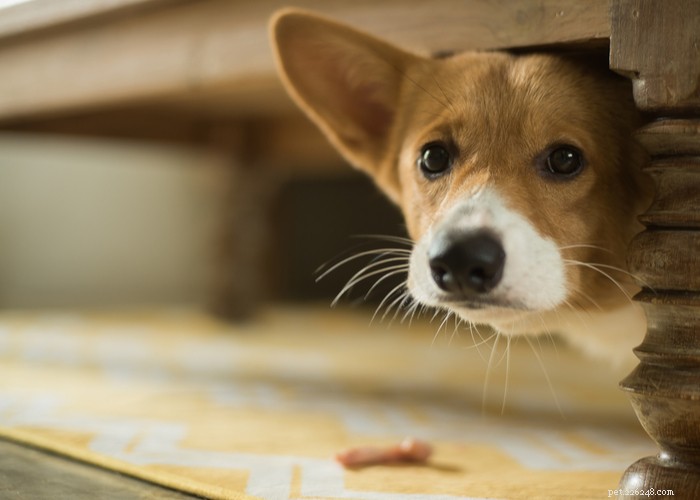 Sedativa hundar mot ångest under trimning