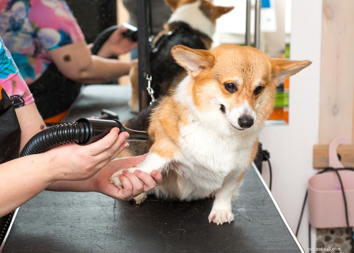 Sedativa pro psy proti úzkosti při stříhání