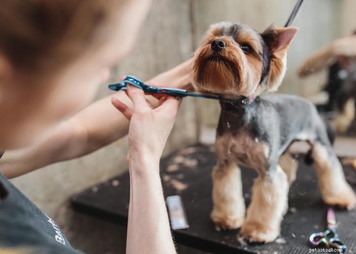 Hondenkalmerende middelen tegen angst tijdens het trimmen