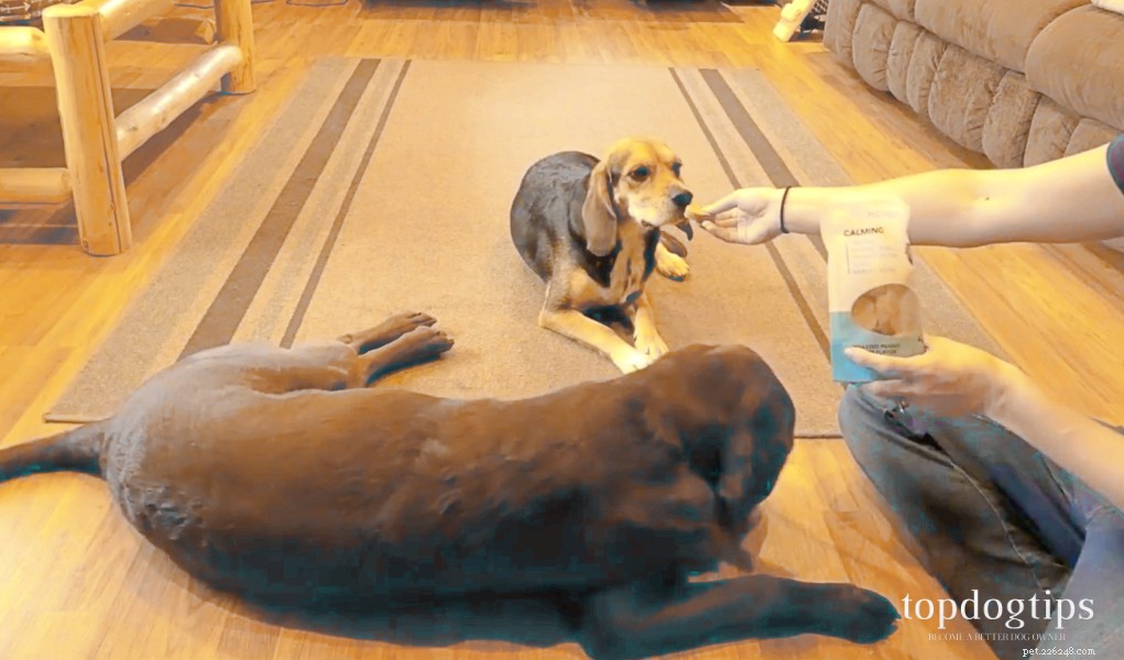 Revue :Friandises pour chiens calmantes au CBD Honest Paws