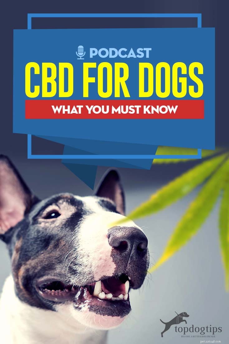TOP #67 :CBD pour chiens – Ce que vous devez savoir