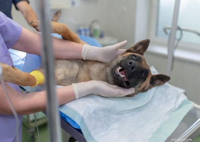 När du ska kastrera eller sterilisera din hund:En expert på BetterVet väger in