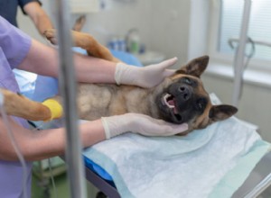 Quando castrar ou castrar seu cão:um especialista da BetterVet avalia