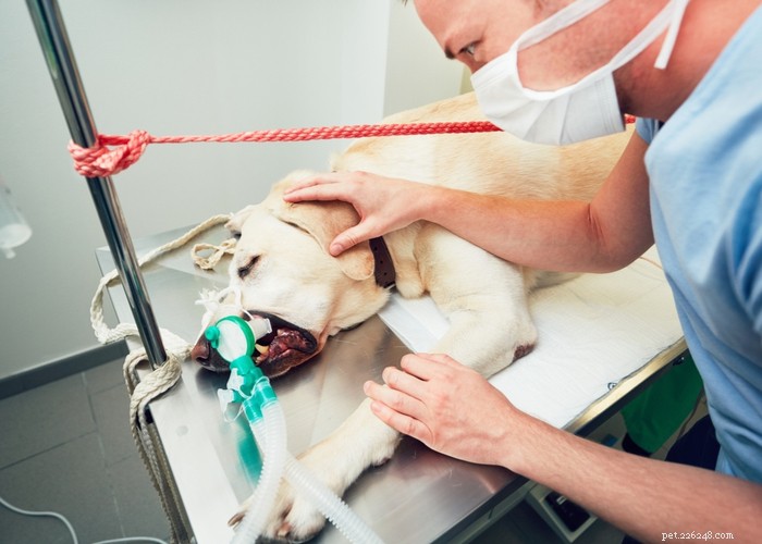 Quand stériliser ou stériliser votre chien :un expert BetterVet vous donne son avis