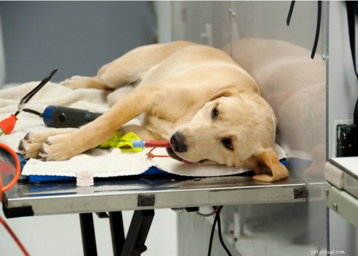 När du ska kastrera eller sterilisera din hund:En expert på BetterVet väger in