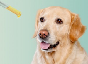 Que disent les vétérinaires à propos de l huile de CBD pour chiens (réflexions d experts)