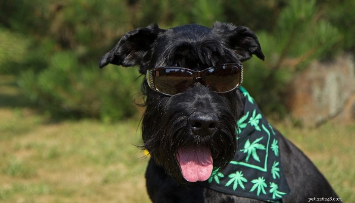 犬は大麻の御馳走のおかげで人生を取り戻す 