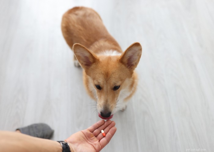 Pro e contro degli integratori per cani:valgono le vitamine per cani?