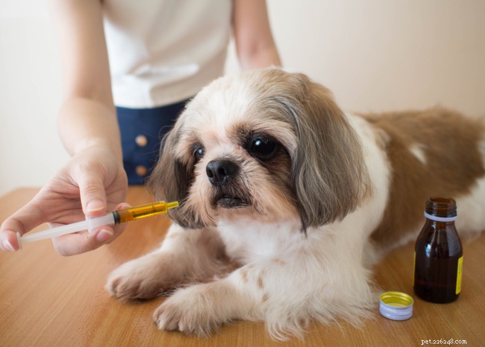 Pro a proti psích doplňků:Vyplatí se psí vitamíny?