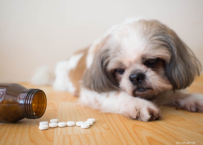 Prós e contras dos suplementos para cães:as vitaminas para cães valem a pena?