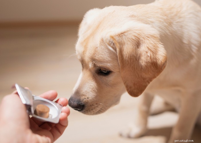 Prós e contras dos suplementos para cães:as vitaminas para cães valem a pena?