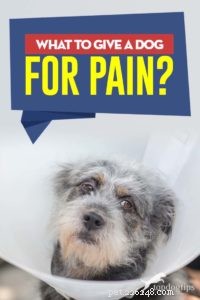 O que dar a um cachorro para dor