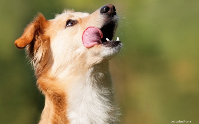 Colorado Company släpper snart CBD-berikade husdjursgodis i USA