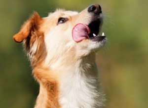 Colorado Company släpper snart CBD-berikade husdjursgodis i USA