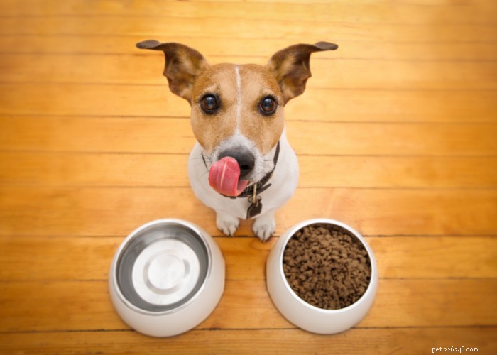 10 diurétiques naturels pour chiens :aliments, herbes et autres