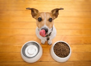 10 diurétiques naturels pour chiens :aliments, herbes et autres