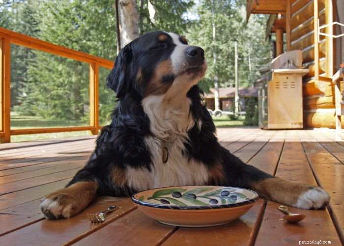 10 Diuretici naturali per cani:alimenti, erbe e altri