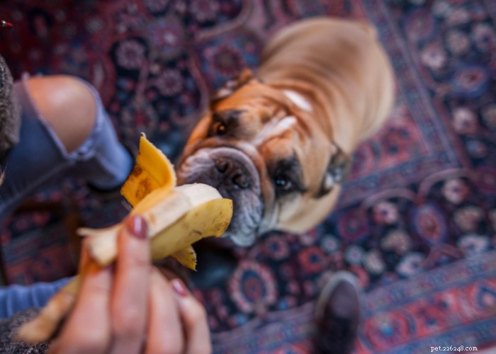 10 natuurlijke diuretica voor honden:voedingsmiddelen, kruiden en andere