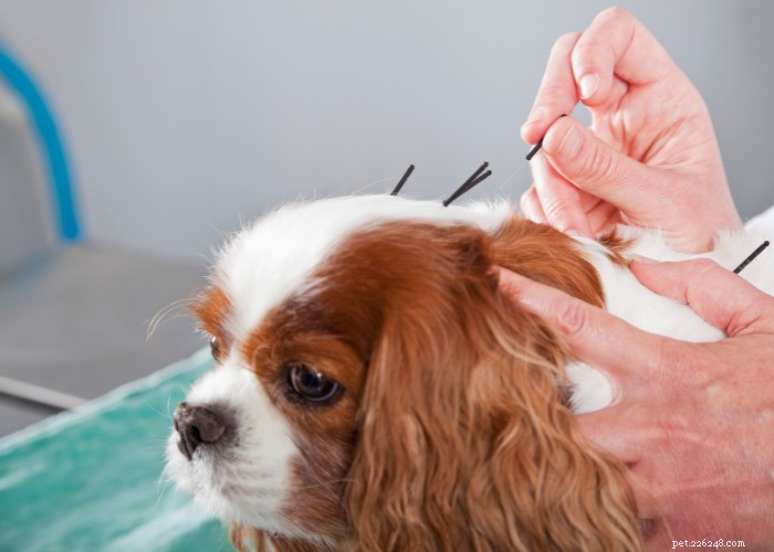 10 naturliga diuretika för hundar:foder, örter och annat