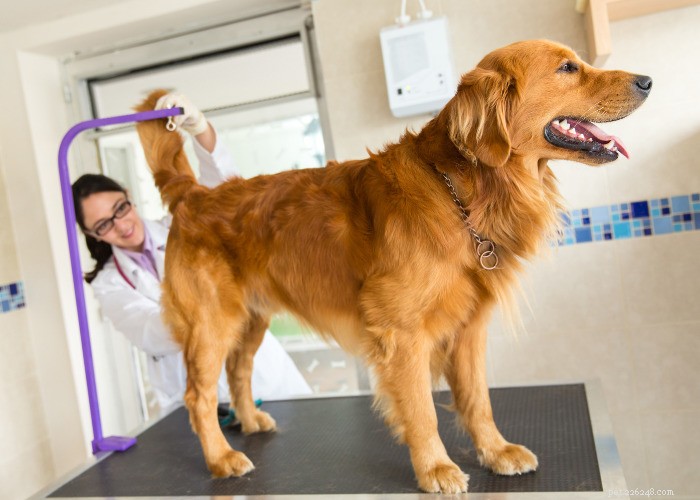 10 natuurlijke diuretica voor honden:voedingsmiddelen, kruiden en andere