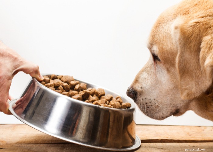 10 naturliga diuretika för hundar:foder, örter och annat