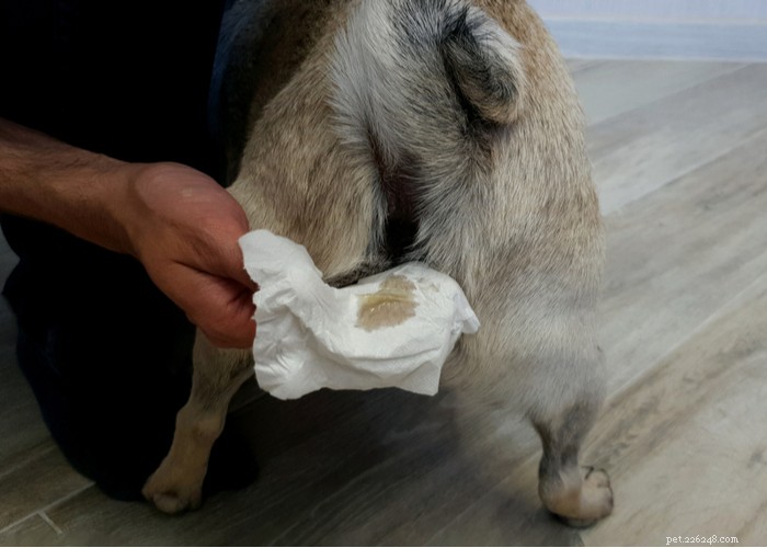 강아지 스쿠터 타기:강아지가 엉덩이를 질질 끄는 이유와 멈추는 방법