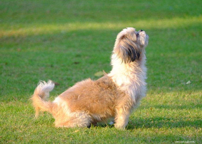 Stáčení psů:Proč můj pes tahá zadek a jak tomu zabránit