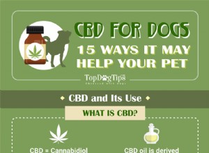 CBDと犬：それがあなたのペットを助けるかもしれない15の方法 