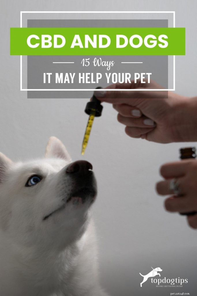 CBD와 개:애완동물을 도울 수 있는 15가지 방법