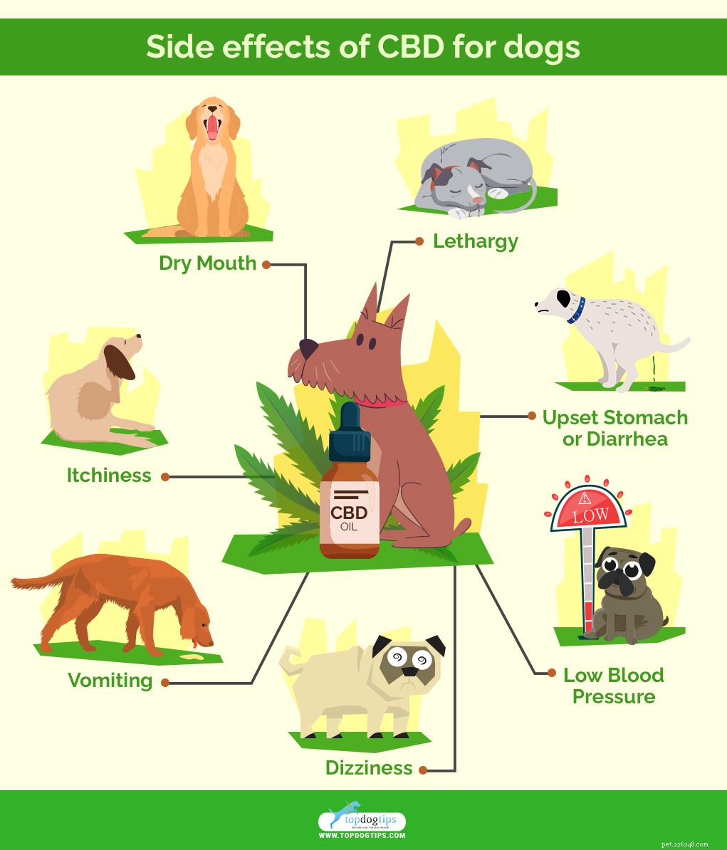 CBD for Dogs：The Definitive Guide