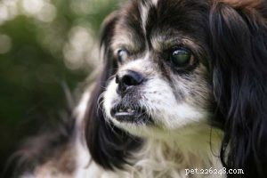 7年配の犬の最も一般的な健康問題 